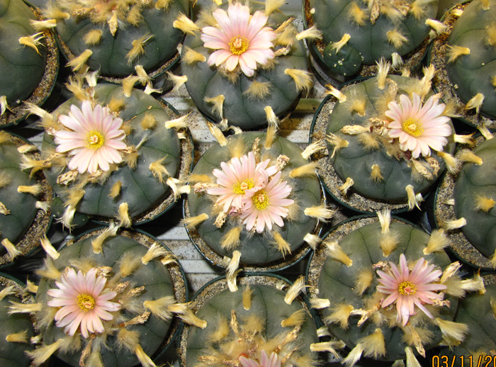 Lophophora Williamsii var. texana